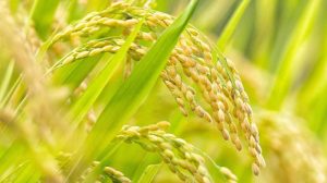 Daerah Produksi Padi Terbanyak di Sumatera Selatan