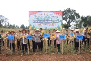 Kapolda Lampung Irjen Pol Helfi Assegaf   Pimpin Panen Raya Jagung Di Sekampung Udik, Produksi Tembus 86 Ribu Ton